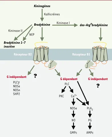 Figure 1. Voies de transduction du signal associées à l’activation des récepteurs B 1 et B 2 