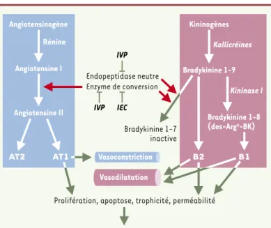 Figure 2. Sites d’actions pharmacologiques de plusieurs agents thérapeutiques sur  les  systèmes  rénine-angiotensine  et  kallicréine-kinine