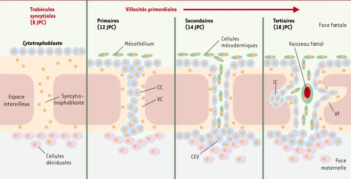 Figure 1.  Formation des villosités primordiales. Lors de l’implantation, le trophectoderme cellulaire bordant le blastocyste forme au contact de l’épithélium utérin un syncytiotrophoblaste qui permet l’infiltration du conceptus entier dans l’endomètre à 6