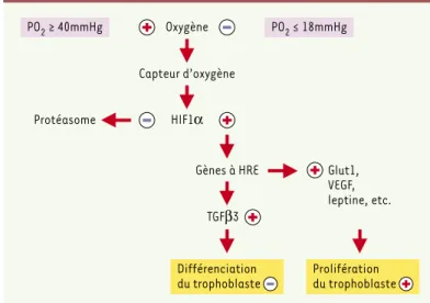 Figure 4. Pression partielle d’oxygène et expression des gènes dans le trophoblaste.