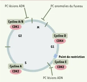 Figure  1. Complexes  kinases  dépendantes  des  cyclines (CDK)/cyclines  et  points  de  contrôle  (PC)