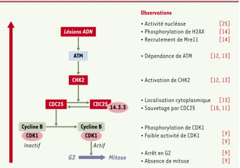 Figure 4. Contrôle du cycle cellulaire par CDT. Récapitulatif des étapes de mise en évidence de l’implication des effecteurs du point de contrôle en G2 des lésions de l’ADN dans la signalisation induite par CDT dans les cellules de mammifères.