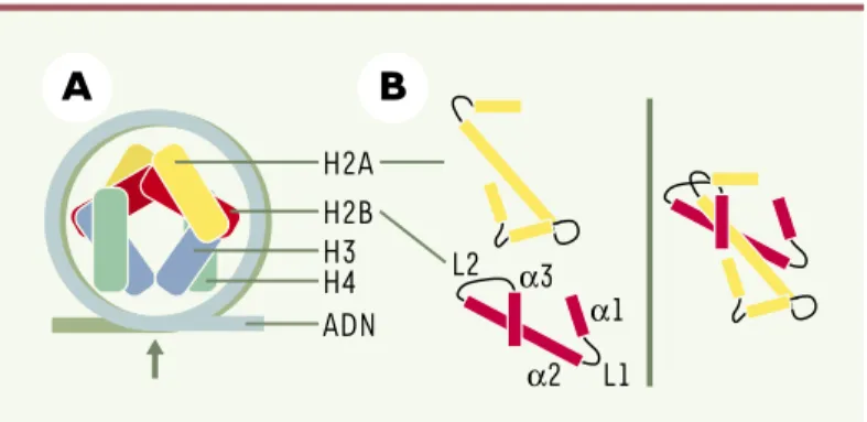 Figure  1. Structure  schématique  de  la  particule  coeur  du  nucléosome. A. La double hélice d’ADN s’enroule autour de l’octamère d’histones