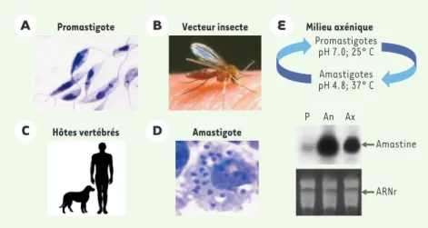 Figure 1. Cycle de vie du parasite Leishmania. La forme promastigote (A) (parasite effilé et fla- fla-gellé) est véhiculée par la mouche des sables (B)