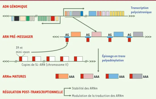 Figure 2. Organisation génique et maturation des messagers chez Leishmania. Les gènes de Leishmania sont organisés en unités polycistroniques