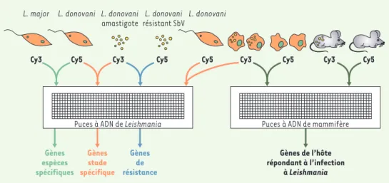 Figure 3. Études transcriptomiques chez le Leishmania. On peut utiliser des puces à ADN par exemple pour trou- trou-ver des gènes propres à une espèce de Leishmania, en marquant les ADN de deux espèces différentes telles que L