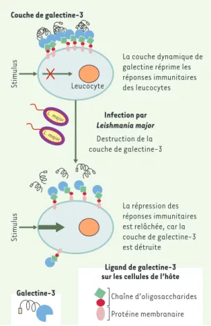 Figure 5. Rôle de la galectine 3 dans les interactions avec Leishmania major. Les lipophosphoglycanes (LPG) à la surface de L