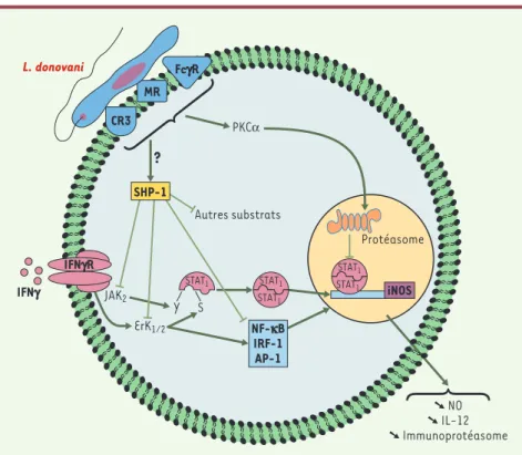 Figure 6. Mécanismes de subversion de la signalisation du macrophage par Leishmania dono- dono-vani