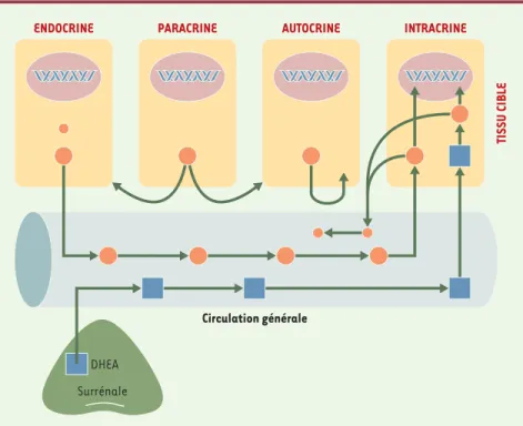 Figure 2. Schéma des sécrétions endocrine, paracrine, autocrine et intracrine. De façon classique, l’activité endocrine se réfère aux hormones synthétisées par des glandes spécialisées, comme les testicules