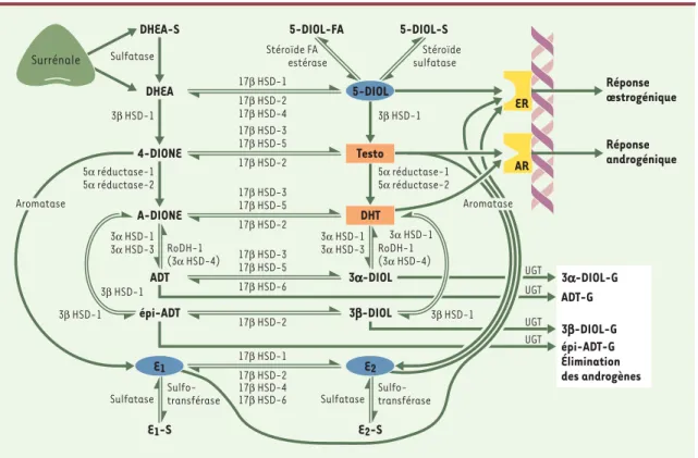 Figure 3. Enzymes de la stéroïdogenèse et de l’inactivation des stéroïdes sexuels dans les tissus intracrines périphériques humains.