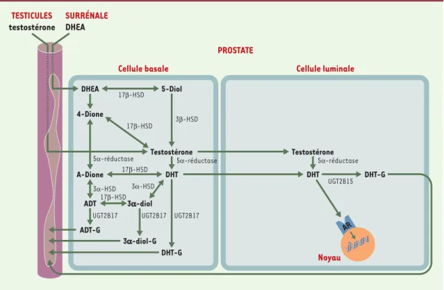 Figure 3. Production et élimination des androgènes dans les cellules épithéliales basales et luminales de la prostate