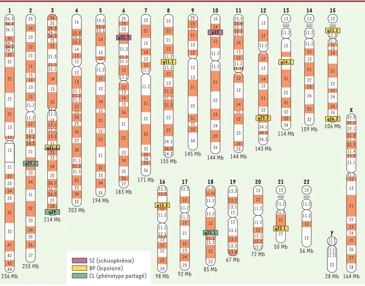 Figure 2. Résultat des études de liaison génétique pour la schizophrénie (SZ) et la maladie bipolaire (BP) dans trois échantillons de l’est du Qué- Qué-bec