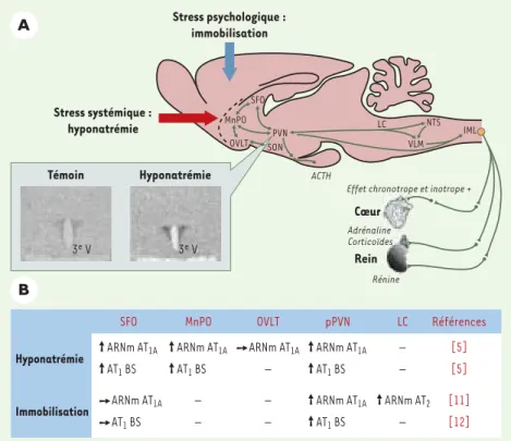 Figure 1. Des facteurs de stress d’origine systémique ou psychologique augmentent l’expression des récepteurs AT 1 dans différentes structures de l’hypothalamus