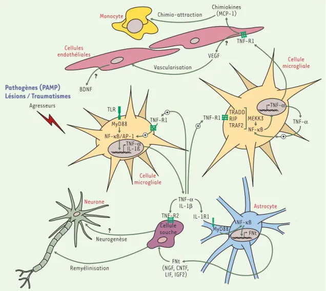 Figure 1. Rôles bénéfiques des cytokines pro-inflammatoires au cours de la réponse immune innée du cerveau