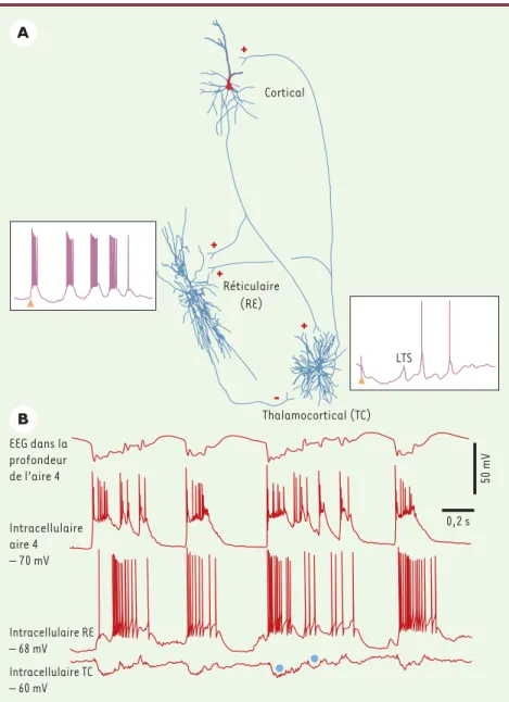Figure 2. Relations des neurones corticaux et thalamiques pendant une crise de type pointe- pointe-onde