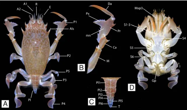 Figure 1.1. General morphology of a frog crab. A-D, Brachyura, Raninoidea, Raninidae, Raninoides benedicti  (Rathbun, 1935), Panama (photos by Arthur Anker), male