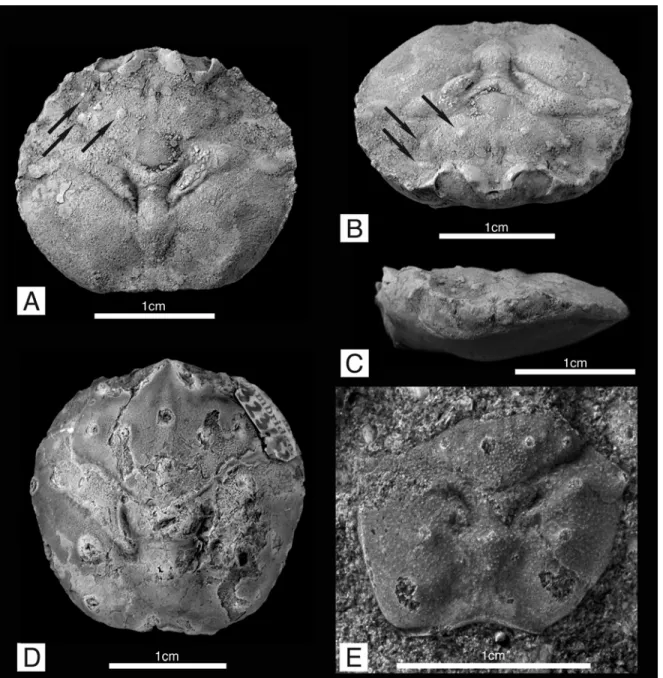 Figure 2.3. Raninoidea, Necrocarcinidae.  A-C,  Planocarcinus olssoni (Rathbun, 1937) n