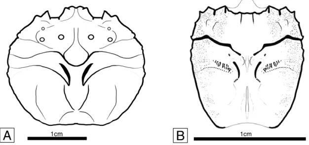 Figure 2.5. Camera lucida line drawings of upper Aptian raninoids from Colombia, illustrated in figs