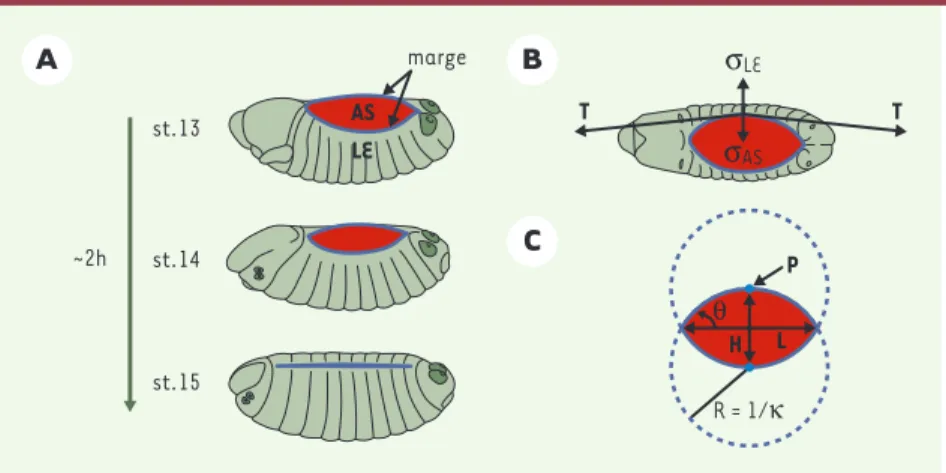 Figure 1. Modélisation de la fermeture dorsale (FD) de l’embryon de drosophile. A. Représentation schématique d’embryons en cours de fermeture, stades (st) 13 à 15
