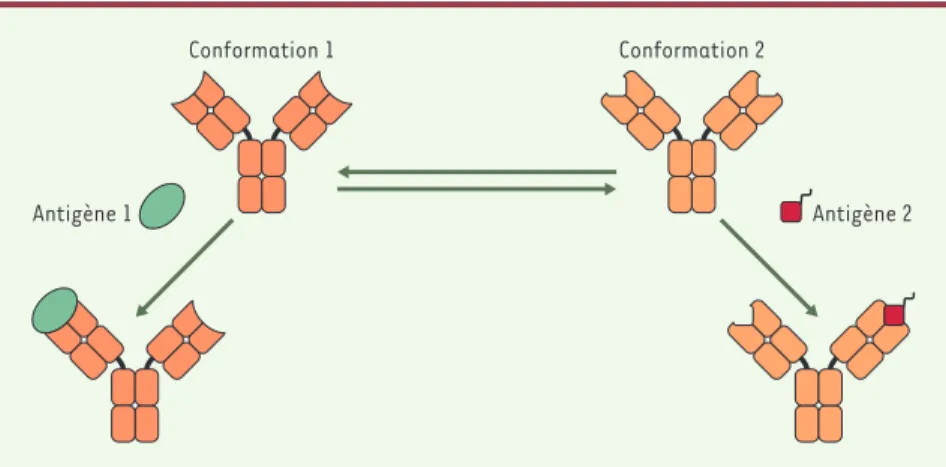 Figure 1. Diversité structurale d’une molécule d’anticorps. La même molécule d’anticorps existe sous deux conformations structurales capables de lier deux antigènes structuralement distincts [3]