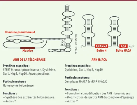 Figure 1. Structure secondaire schématique de l’ARN de la télomérase et des ARN H/ACA.