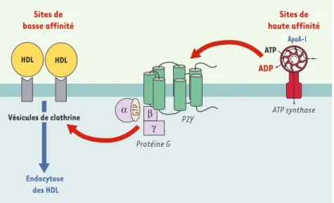 Figure 1. Intervention de l’ATP synthase dans l’endocytose des HDL.