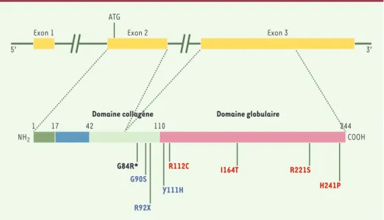 Figure  2. Mutations  dans  les  parties  codantes  du  gène  APM1. Les  mutations  R112C,  I164T,  R221S  et  H241P  (en rouge)  ont  été  détectées  dans  la  population  japonaise