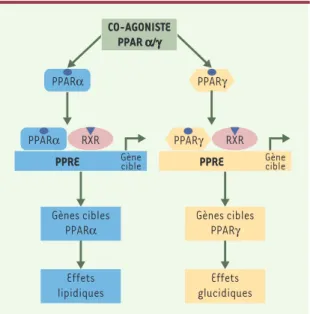 Figure 2.  Co-agonistes PPARα/γ. Les effets liés à l’activation des PPAR peuvent être complémentaires et synergiques