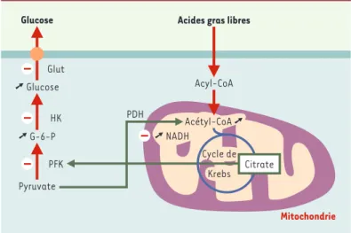 Figure 3. Le cycle « glucose-acides gras » de Randle. L’accumulation de citrate, en  inhibant  la  phosphofructokinase,  entraînerait  une  augmentation  de   fruc-tose-6-phosphate et de glucose-6-phosphate (G-6-P)