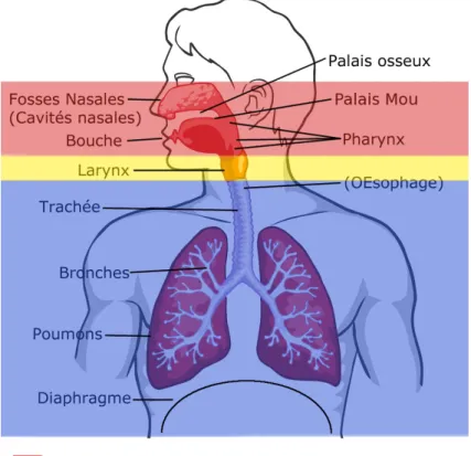 Figure 2.1 – Les trois niveaux de l’appareil vocal (Teissier, 2012, p. 27).