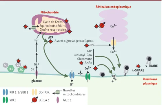 Figure 3. Voies de signalisation altérées dans la cellule β du rat GK diabétique. Les anomalies spécifiques de la cellule β GK sont indiquées par le symbole « étoile »