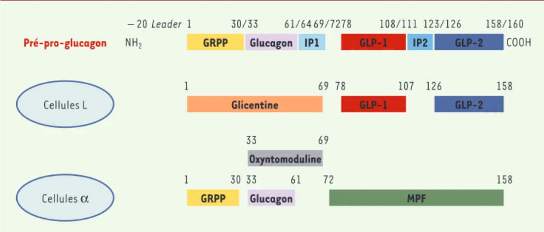Figure  1. Mécanisme  de  formation  du  GLP-1  (glucagon  like  peptide-1). La  molécule  de  pré-pro-glucagon  est exprimée  dans  les  cellules  L  de  l’intestin  et  les  cellules α du  pancréas  endocrine