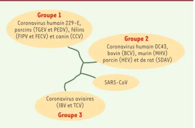Figure  2. Aspect  d’un  coronavirus  en  micro- micro-scopie électronique. Le nom coronavirus  pro-vient  de  l’aspect  en  couronne  des  spicules formées par la protéine S à la surface de  l’en-veloppe virale (photo, Pierre Lebon).
