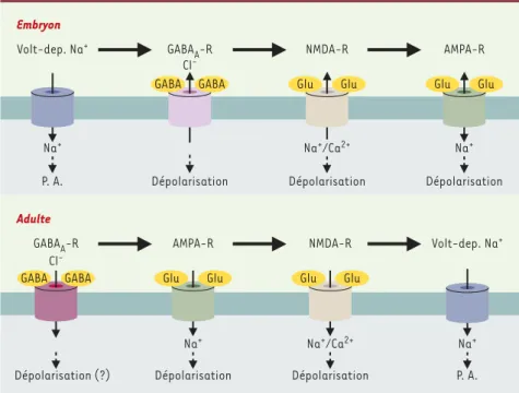 Figure 1. Séquences d’apparition des récepteurs synaptiques des neurones embryonnaires (haut) et adultes (bas)