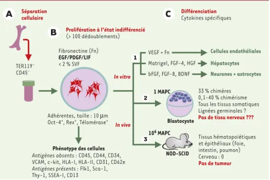 Figure 4. Identification des MAPC (multipotent adult progenotor cell) chez la souris [35]