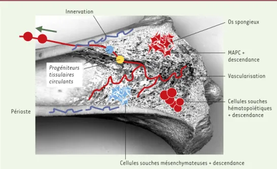 Figure 5. Anatomie de la moelle osseuse. Le tissu médullaire présent dans la cavité médullaire des os longs est très vascularisé (vaisseaux représentés en rouge), et de nombreuses populations cellulaires, dont des cellules souches, y circulent en permanenc