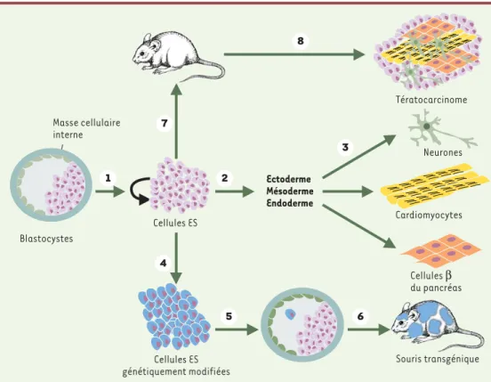 Figure 1. Origine et propriétés cardinales des cellules ES. Les lignées de cellules ES sont fabriquées à partir de la masse cellulaire interne du blastocyste