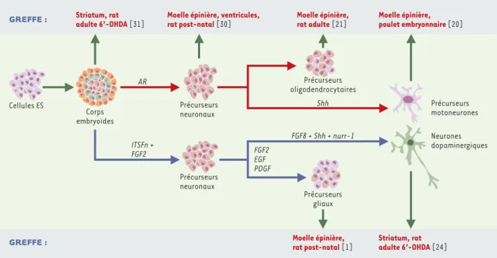 Figure 3. Greffes de cellules obtenues par différenciation in vitro des cellules ES de souris (selon les protocoles décrits dans la Figure 2)