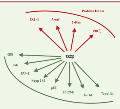Figure 3. Diversité des partenaires de CK2 β . De nombreux partenaires protéiques de la CK2β ont été identifiés par des techniques de co-immunoprécipitation ou de criblage en double hybride dans la levure