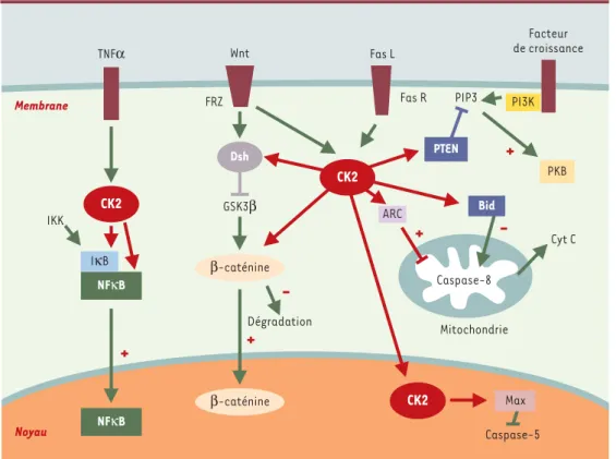 Figure 4. Implication de la protéine kinase CK2 dans la survie cellulaire. Lors d’une réponse inflammatoire, la protéine inhibitrice IκB, qui maintient normalement dans le cytoplasme le facteur de transcription NF-κB sous une forme  inac-tive, est dégradée