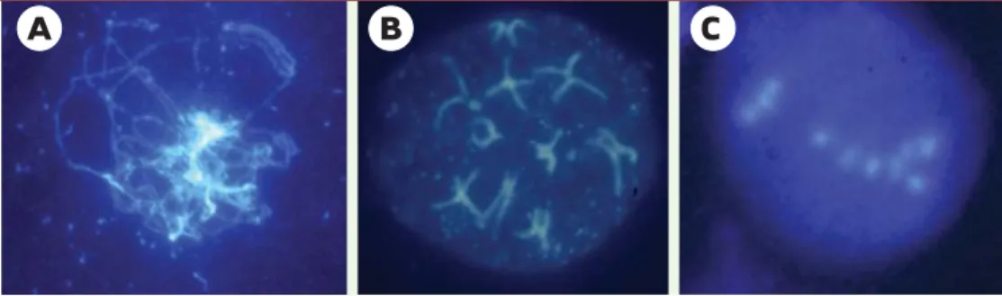 Figure 4. Trois mutants méiotiques d’Arabidopsis thaliana (méiocytes mâles, coloration DAPI)