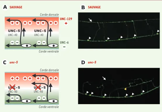 Figure 2. Le gène unc-5 est impliqué dans la croissance axonale ventro-dorsale. Plusieurs systèmes de signalisa- signalisa-tion  agissent  en  parallèle  dans  les  processus  de  croissance  axonale  circonférentielle  à  destinasignalisa-tion  dorsale.
