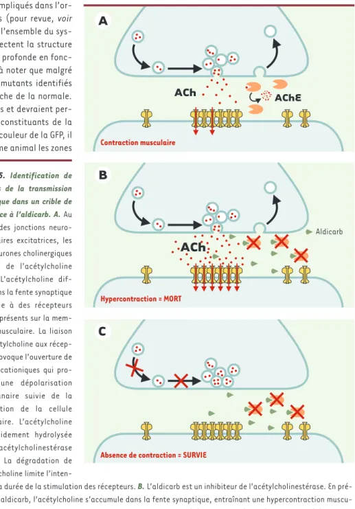 Figure  5.  Identification  de mutants  de  la  transmission synaptique  dans  un  crible  de résistance à l’aldicarb