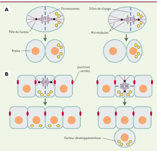 Figure 1. La position du fuseau mitotique détermine la taille relative et la relation spatiale entre cellules filles.