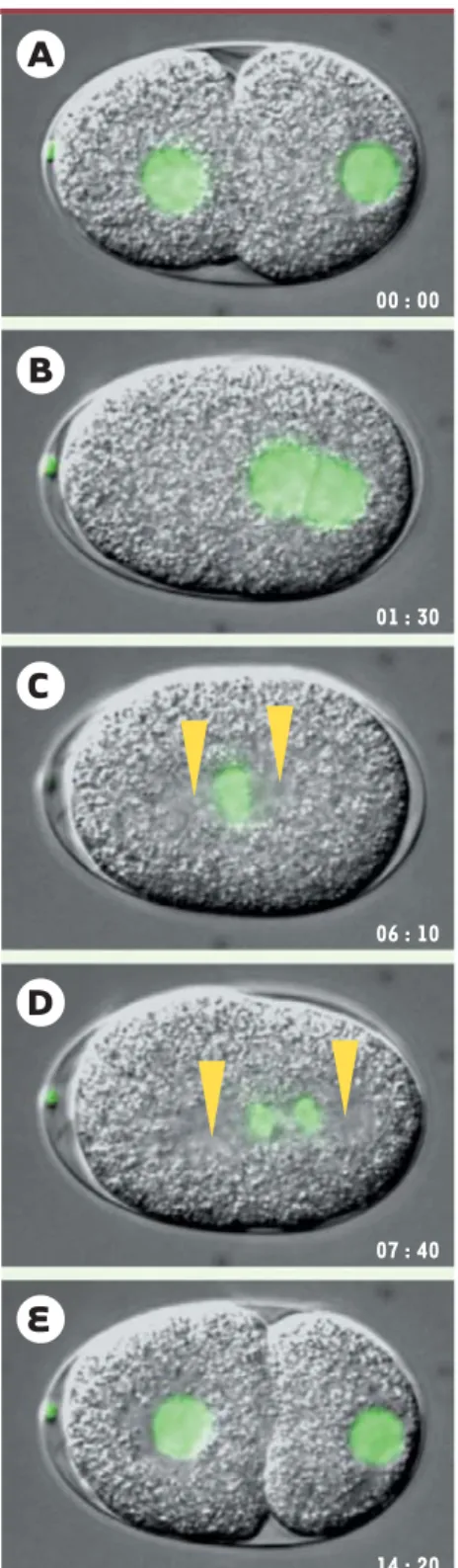 Figure 3. Séquence du processus de division cel- cel-lulaire chez le zygote de C. elegans