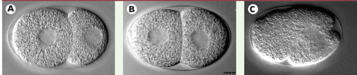 Figure 4. Mutations affectant la division du zygote de C. elegans. A. Embryon sauvage
