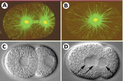 Figure 5. Mutants affectant la duplication du centrosome et la cytocinèse. A, B.