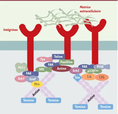 Figure 1.  Le complexe d’adhérence focale. Le complexe d’adhérence est une large structure composée de protéines connectées entre elles par leur domaine SH2 ou SH3 (Src homology regions 2 and 3)