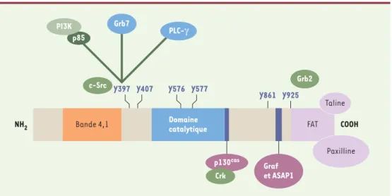 Figure 2.  Structure de FAK. La protéine FAK est divisée en trois domaines, un domaine amino-terminal et un domaine carboxy-terminal délimitant un domaine central portant l’activité catalytique
