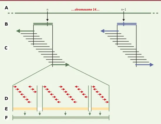 Figure 1. Stratégie de séquençage du chromosome 14. Ce schéma représente les différentes étapes du processus utilisé pour la sélection des clones à séquencer